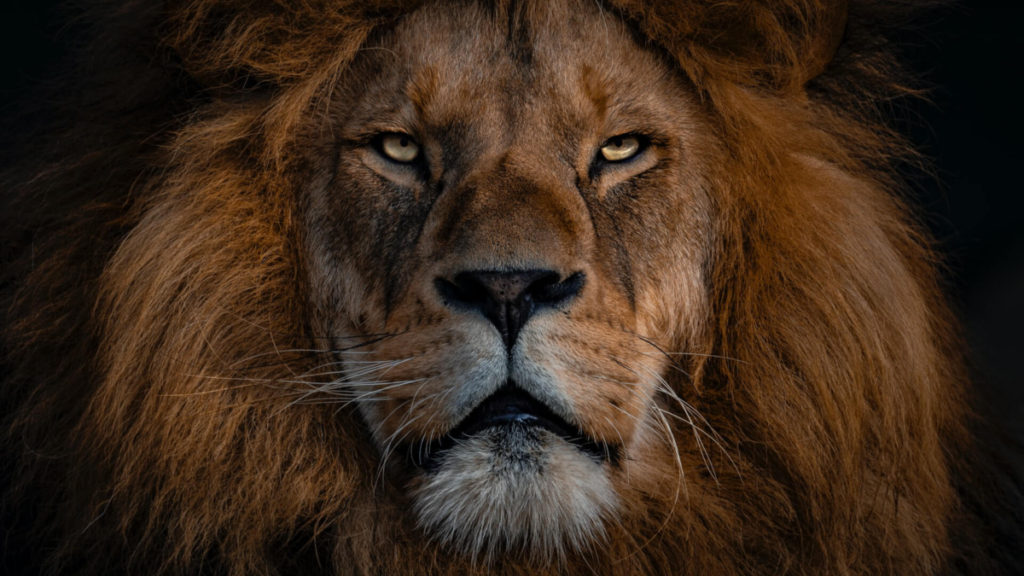 close up of lion's face - cyber security resources for women - zero trust